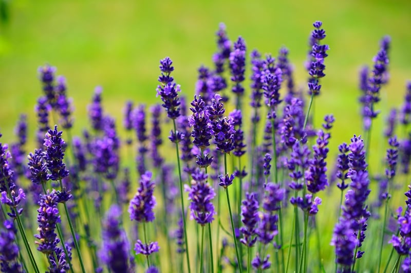 Lavender Herb